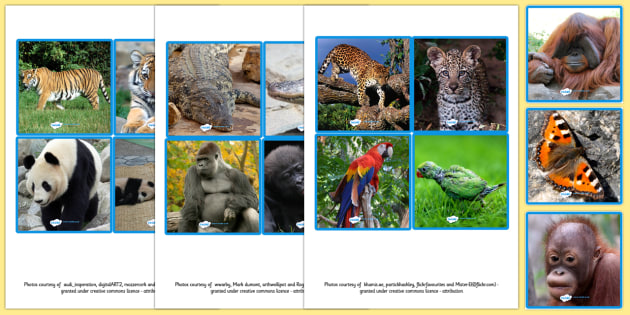 Jungle Animals | Picture Cards | NZ Primary Resource