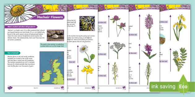 Machair Flowers Fact File (teacher made)