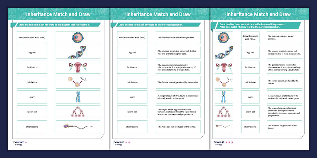 Inheritance: Match and Draw