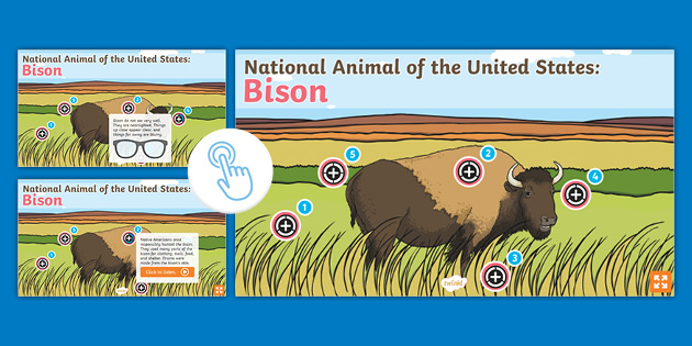 What is the National Animal of the USA? | Twinkl - Twinkl