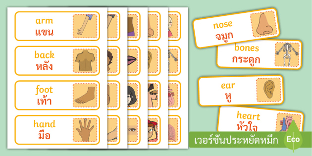 บัตรคำศัพท์ร่างกาย ภาษาอังกฤษ - Body Parts Vocabulary บัตรคำศัพท์ร่างกาย ภาษาอังกฤษ - Body Parts Vocabulary
