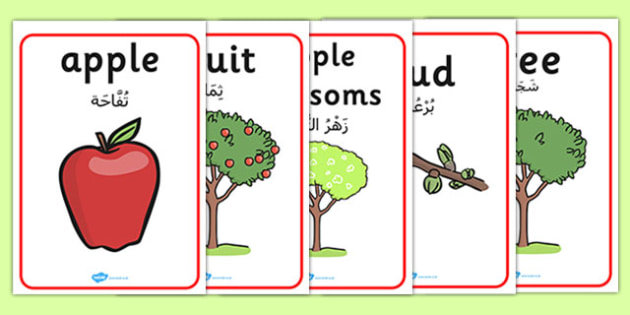 Apple Tree Life Cycle Growth Posters Arabic Translation