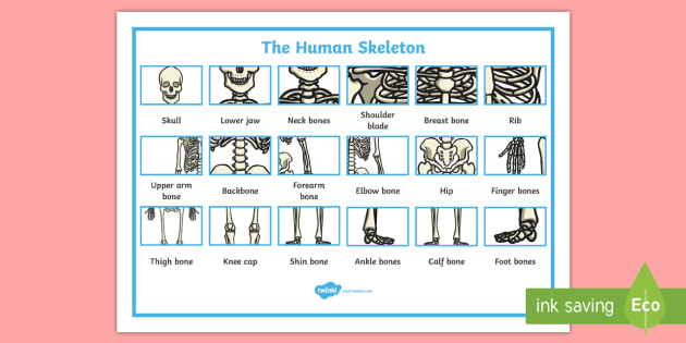 human-skeleton-word-mat-human-skeleton-labelling-sheets-common-names