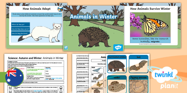 Year 1 Science Autumn And Winter Lesson 6 Animals In Winter