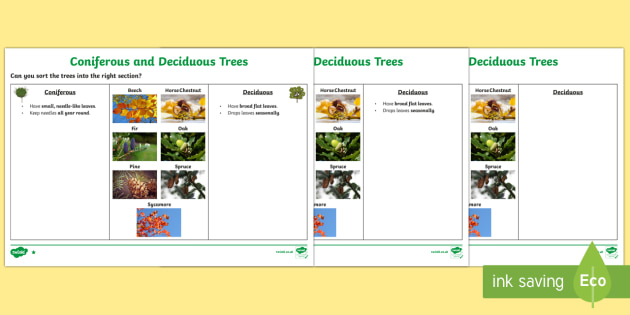 Deciduous and Coniferous Trees Differentiated Worksheet