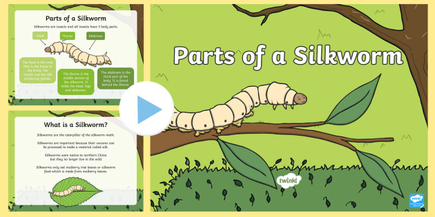 Parts Of A Silkworm Powerpoint 9430