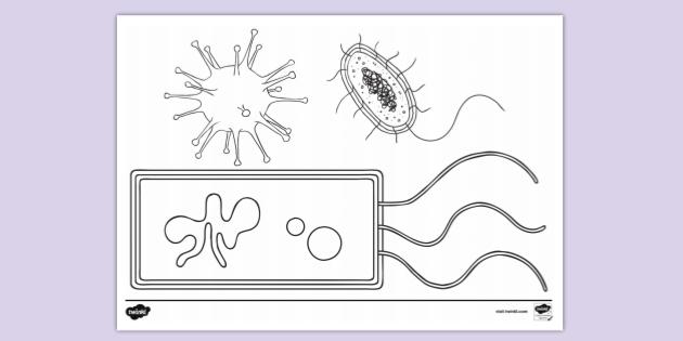 FREE! - Bacteria Cell Colouring Sheet | Colouring Sheets