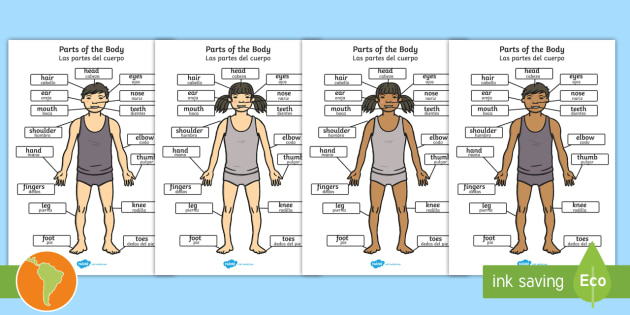 Parts Of The Body Posters English Spanish teacher Made 