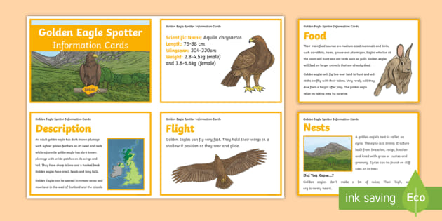 Golden Eagle Spotter Information Cards Teacher Made