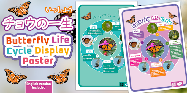 チョウの一生ポスター Butterfly Life Cycle