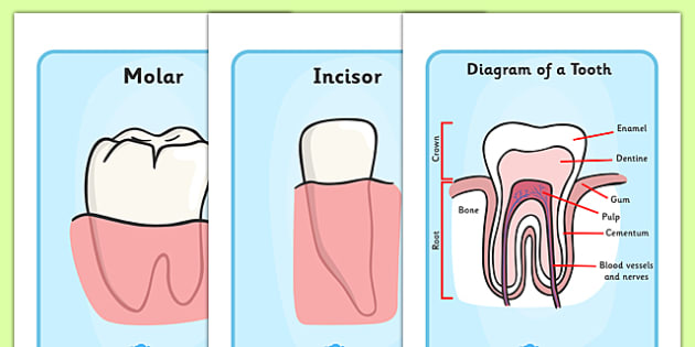 Teeth Diagram Display Posters - teeth,diagram, eat, mouth