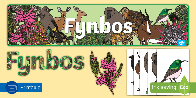 Fynbos Biome | South Africa | Info And Teaching Resources