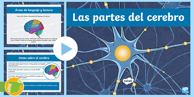 diagrama de partes del cerebro