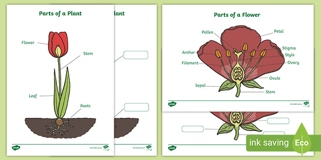 plant diagram for kids to label