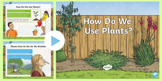 Importance Of Plants Why Are Plants Vital To Our Planet