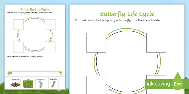 butterfly life cycle sequencing worksheet