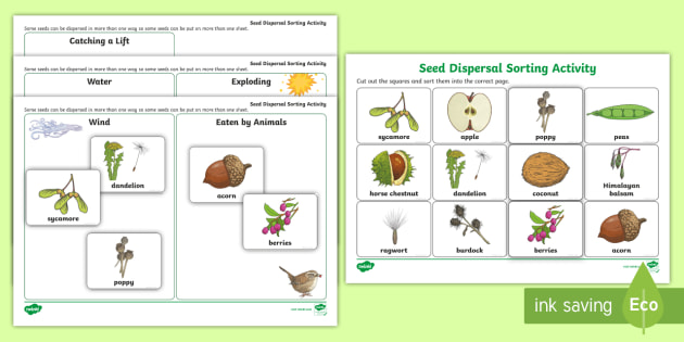 Seed Dispersal Sorting Activity Seed Dispersal Lab Activity Seed Dispersal Sorting Activity Seed Dispersal Lab Activity