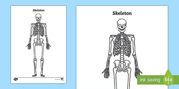 The Human Skeleton Without Labels - Blank Skeleton Worksheet