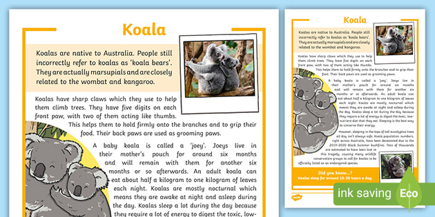 Koalas Fact Sheet - Information Report - Facts about Koalas