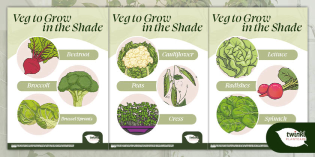 Veg to Grow in the Shade, Vegetables to grow in a shady area