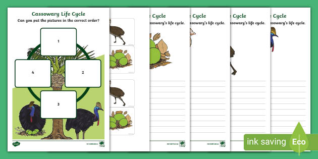 Cassowary Life Cycle Worksheets