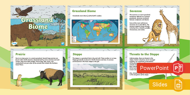 Grassland Biome PowerPoint & Google Slides (teacher made)