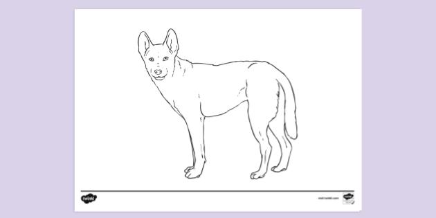 Featured image of post The Best 18 How To Draw A Dingo For Kids