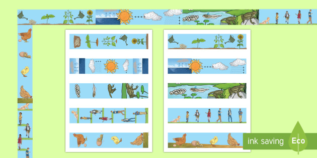 Life Cycles Display Borders (teacher made)