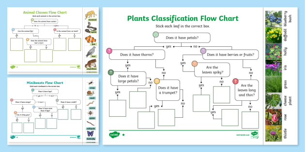 classification of living things