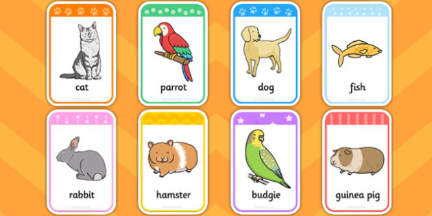 Pet Flashcards (teacher made)