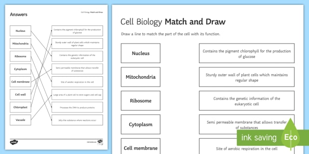 worksheet animal cell Draw, Match cell and Biology biology, Match   Draw Cell and