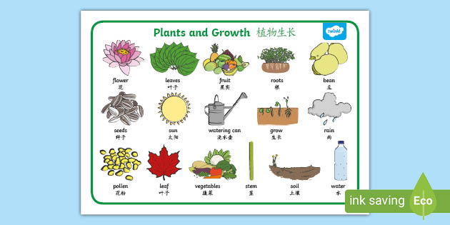 Plants and Growth Topic Word Mat - English/Mandarin Chinese