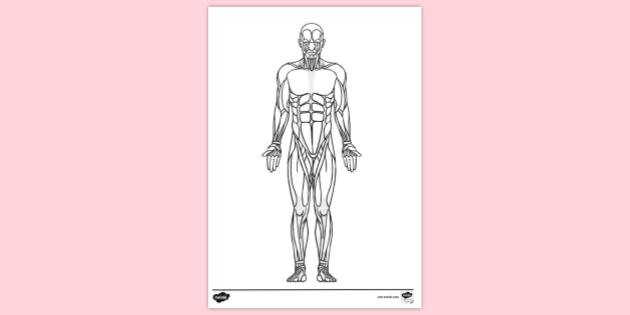 Custom Body Colouring FREE! - The Body Colouring Sheet (teacher made)
