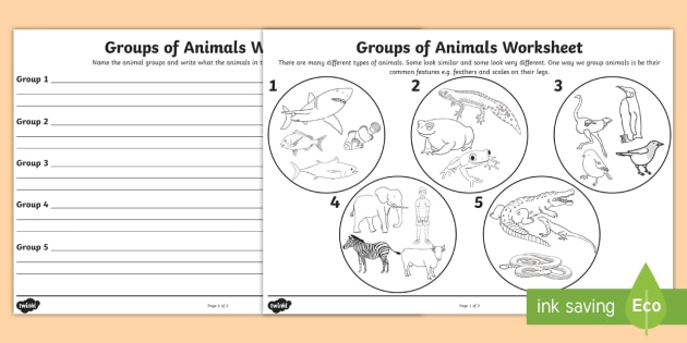 animal groups worksheet animals worksheet teacher made