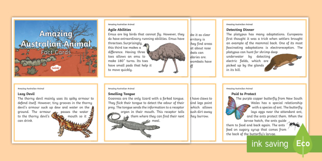 Amazing Australian Animal Fact Cards (teacher made) - Twinkl