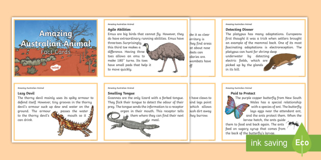 animal fact file cards