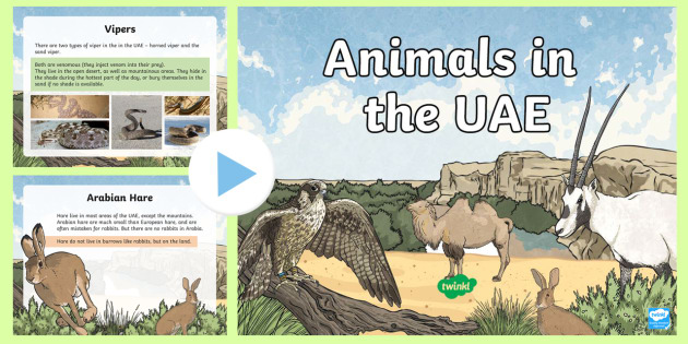 Animals in the UAE PowerPoint (teacher made) - Twinkl