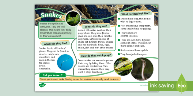 KS1 Snakes Fact File Animals and Wildlife