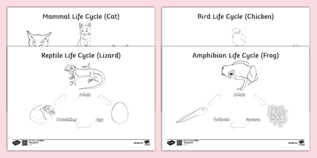 Animal Life Cycle Coloring Pages
