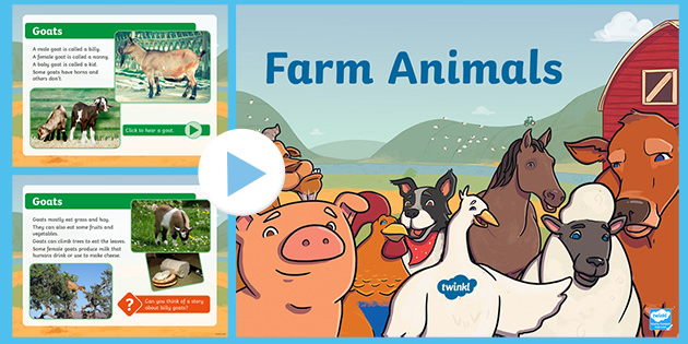 Farm Animals Information PowerPoint with Sound - Twinkl