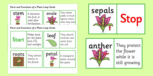 Parts of a Plant Loop Cards - parts of a plant loop card, parts