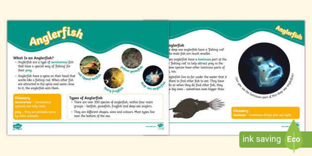 Anglerfish Fact File Anglerfish Fact File