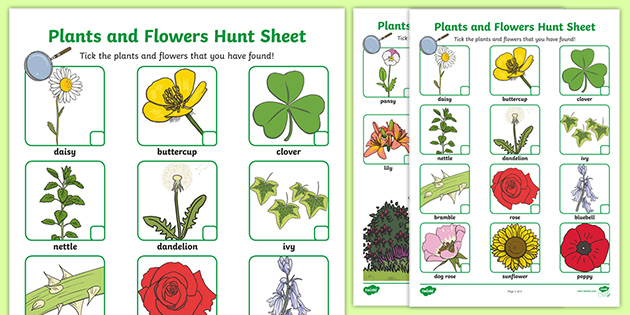 Free Garden Plants And Flowers Hunt Sheet Teaching Resources