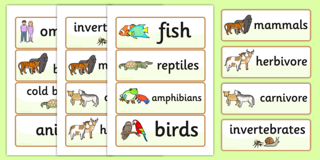 Animal Classes Word Cards - animals, classes, word cards, cards