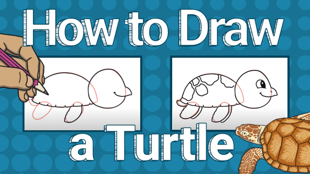 How to Draw a Turtle | Twinkl Kid's TV (creat de profesori)