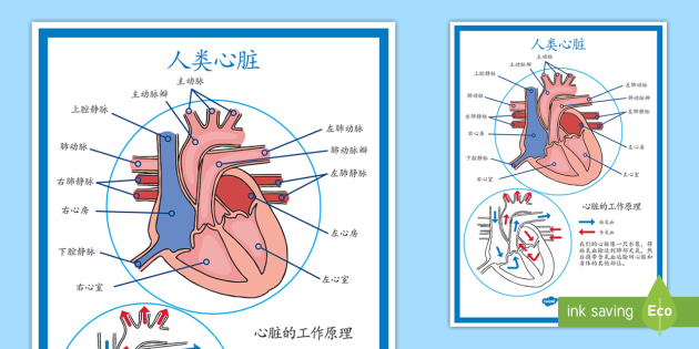 人类心脏结构简易图展示海报