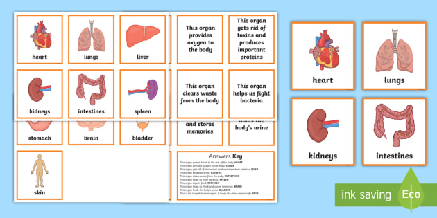 Organ Function Matching Cards Teacher Made 6552