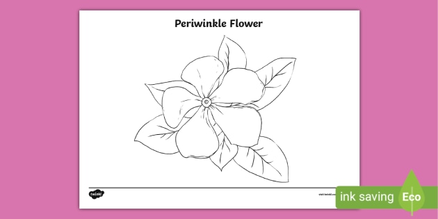 Vector Set With Outline Periwinkle Or Vinca Flower Bunch And Ornate Leaves  In Black Isolated On White Background Stock Illustration  Download Image  Now  iStock