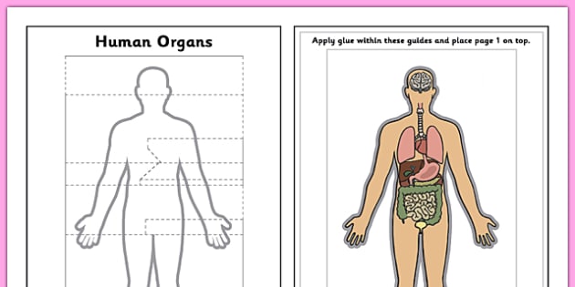 Human Organs Interactive Labeling Activity (teacher made)