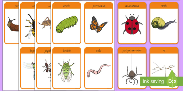 Bug Flashcards | Ngārara Flashcards | Te Reo Māori | Twinkl